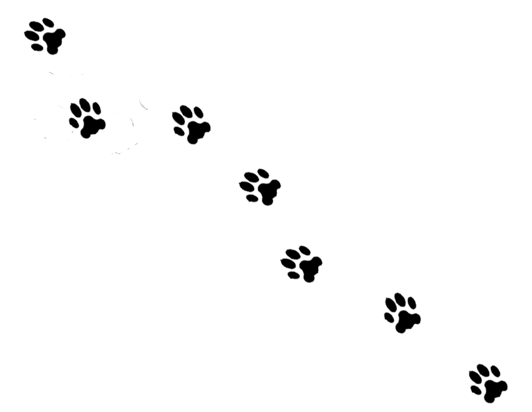 Cat pawprints